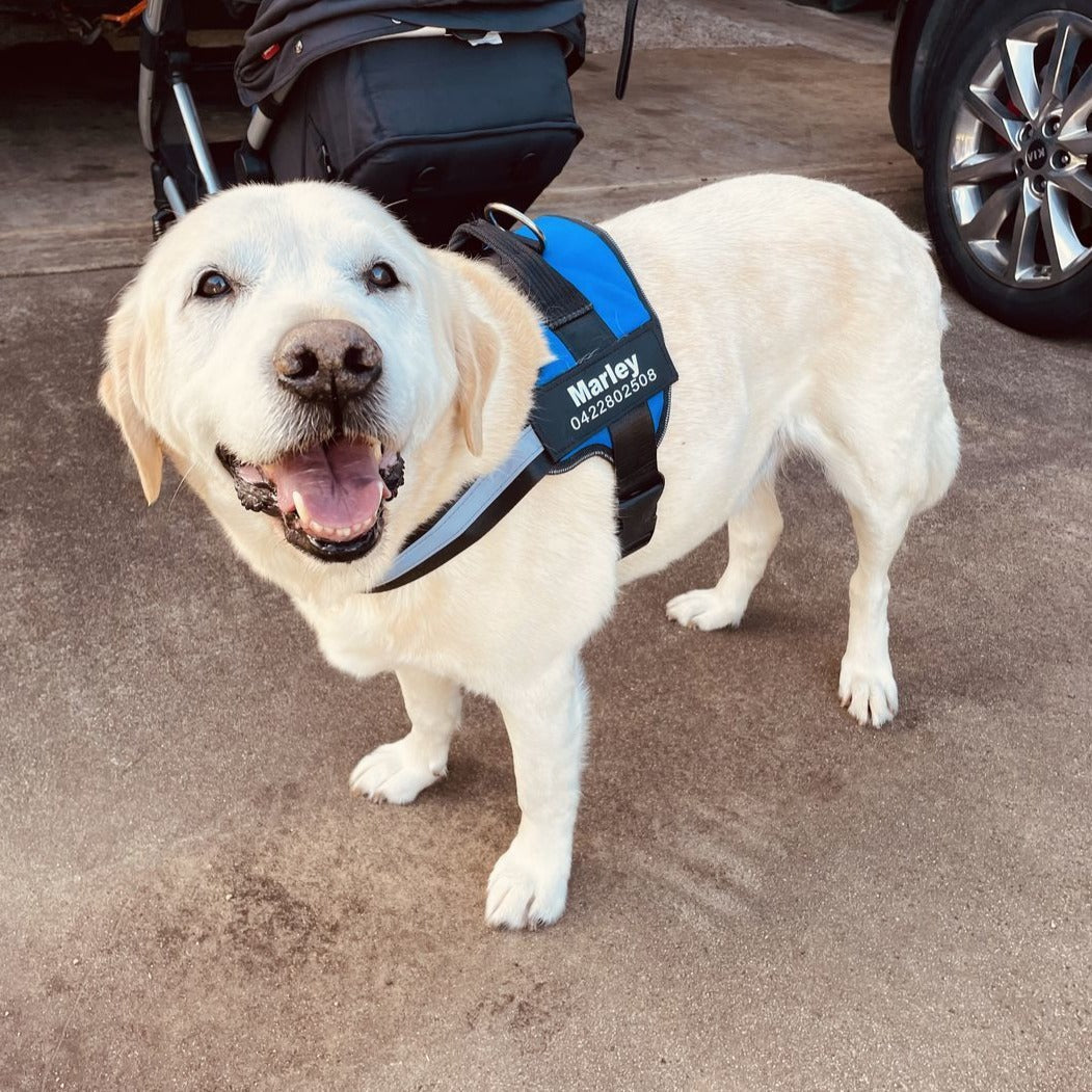 Pawbibi™ Ultimate Personalized No Pull Dog Harness