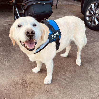 Pawbibi™ Ultimate Personalized No Pull Dog Harness