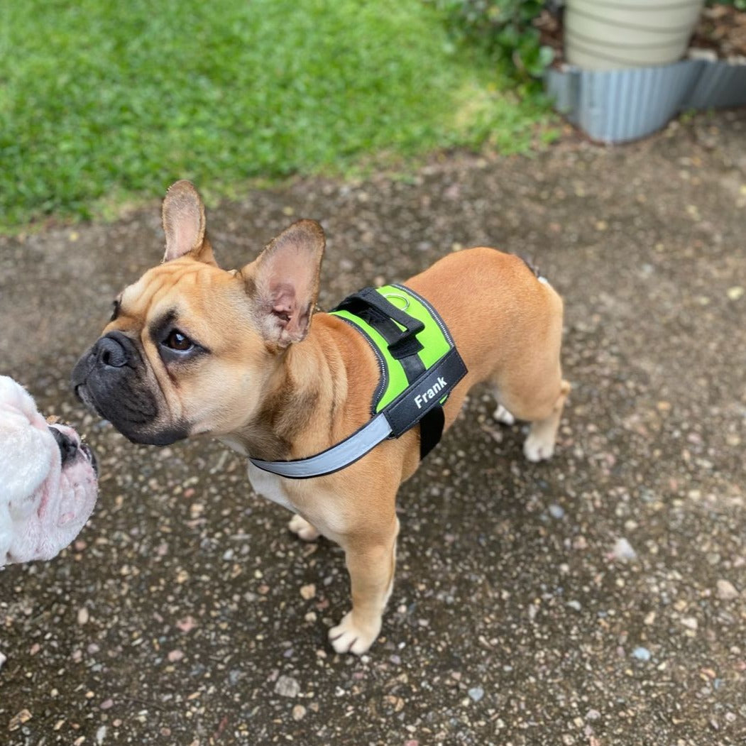Pawbibi™ Ultimate Personalized No Pull Dog Harness