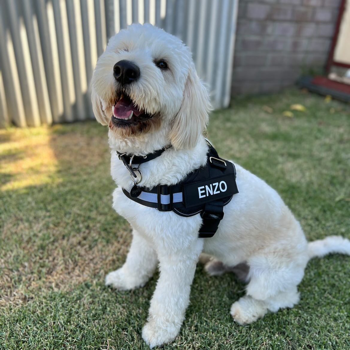 Pawbibi™ Ultimate Personalized No Pull Dog Harness
